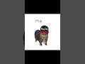 OIA Cat Raps BAND4BAND OIA Cat Raps BAND4BAND