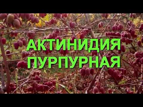 Растение Актинидия пурпурная