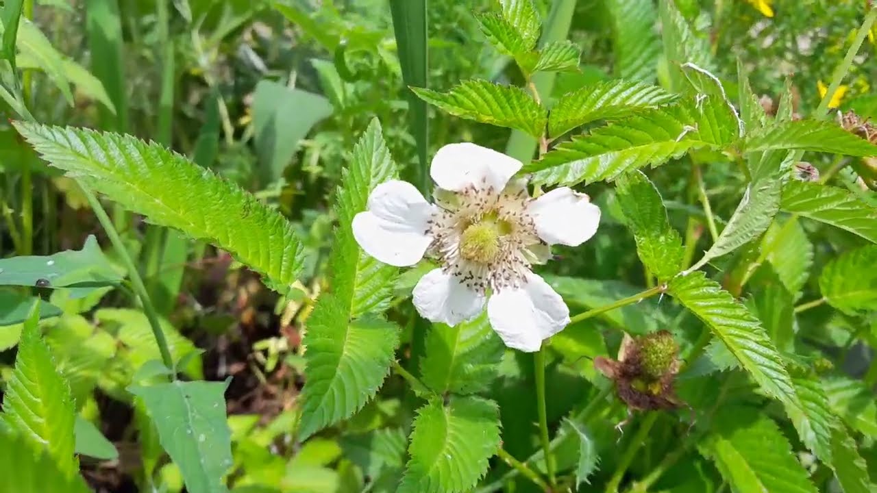 Aardbeiframboos ( Rubus illecebrosus) in bloei + uitleg