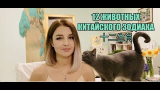 12 животных китайского зодиака 十二生肖. Почему в китайском гороскопе нет кота?