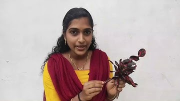 Std 5 Basic Science Unit 1 Class 04 White Board HI