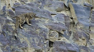 Scaling up Snow leopard conservation in Pakistan  full length