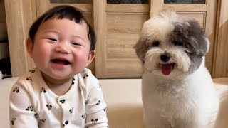 Why baby and puppies living together is a good idea