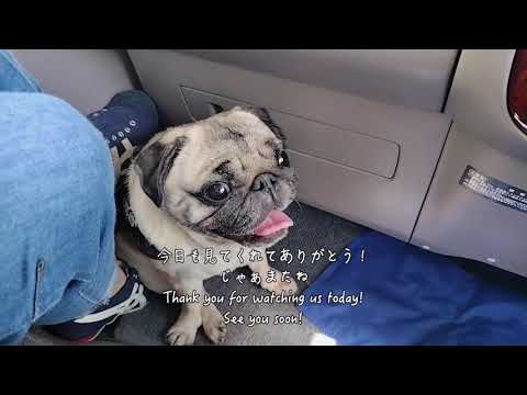 パグとキャンピングカー10月の三浦をドライブしよう！Pugs and CampersLet's drive around Miura this October!