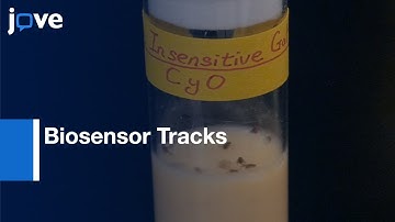 Biosensor Tracks Non-Apoptotic Caspase Activity: Drosophila l Protocol Preview