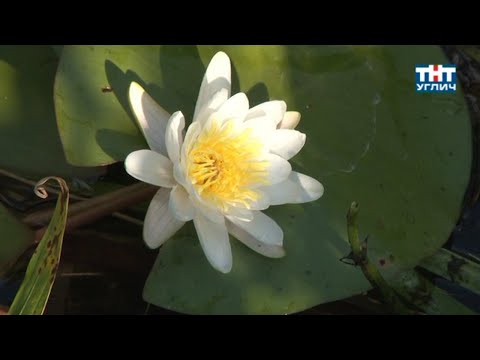 Наедине с природой. Кувшинка белоснежная | 2013