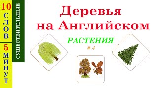 ДЕРЕВЬЯ НА АНГЛИЙСКОМ - Учим название деревьев на английском языке