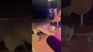 Adorable Kitten Stretches While Napping