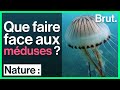 Que faire face aux méduses ?