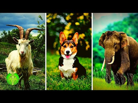 Какие животные спят меньше всего | Сколько спят животные