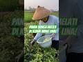 Panen bunga melati di kebun mbak lina ! #shorts #panen #bunga #melati #farmerlife