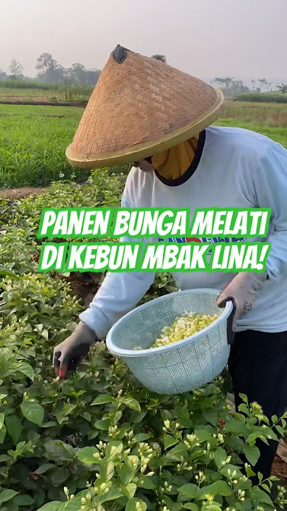 Panen bunga melati di kebun mbak lina ! #shorts #panen #bunga #melati #farmerlife