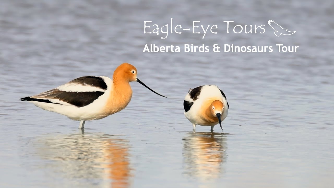 Alberta Birds & Dinosaurs Tour