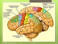 Physiology of motor system 1 cerebral cortex