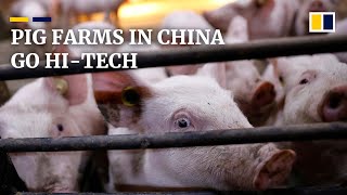 Chinese pig breeders go hi-tech after calls from President Xi Jinping to boost food security