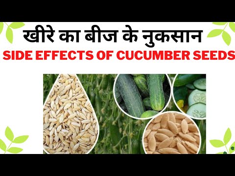 Side Effects of Cucumber Seeds in Hindi | खीरे का बीज के नुकसान