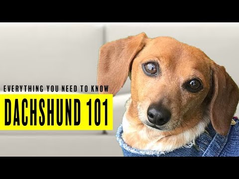 Video: What Is The Character Of The Dachshund