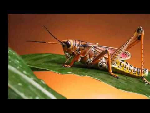 ancient cricket sounds ancient cricket sounds