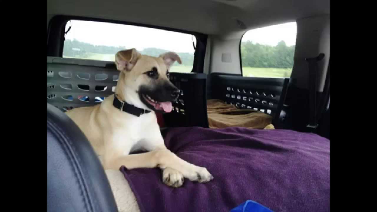 Black Mouth Cur Rescue - The breed is amazing - smart 