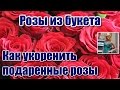 РОЗЫ ИЗ БУКЕТА. КАК УКОРЕНИТЬ ПОДАРЕННЫЕ РОЗЫ