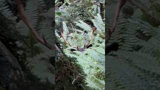 young buck in the crown fern. #hunting#wildlife #deer #deerhunting