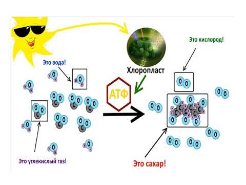 Бейне: Фотосинтездеуші организмдер күн сәулесіндегі энергияны қалай алады?