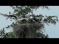 Jungstorch verliert Futterbrocken - in 10x slow Motion.