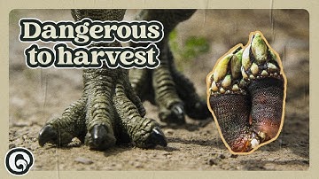 This Expensive Food Looks Like Dinosaur Feet