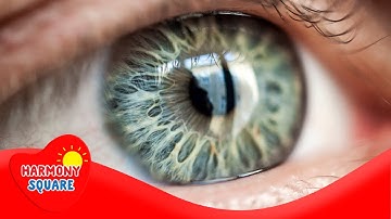 What is Instinct - More Grades 5-8 Science on Harmony Square