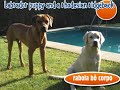 Labrador puppy and rhodesian ridgeback - Rabola bô corpo