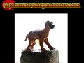 Labrador puppy and rhodesian ridgeback - Rabola bô corpo
