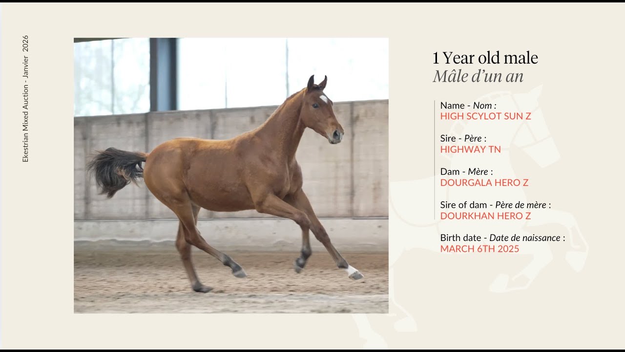 Lot 6 - High Scylot Sun Z - Highway TN X Dourkhan Hero Z