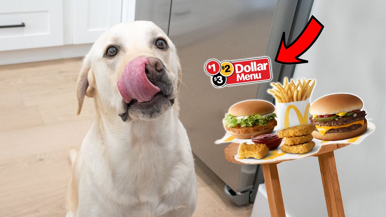 Labrador Taste Tests Mcdonald's Dollar Menu Items!!