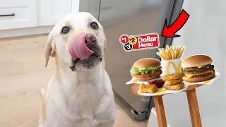 Labrador Taste Tests Mcdonald's Dollar Menu Items!!