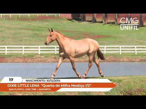 LOTE 17 DIXIE LITTLE LENA