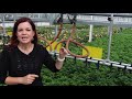 How Four Star Greenhouse Grows Proven Winners | Gardening with Creekside