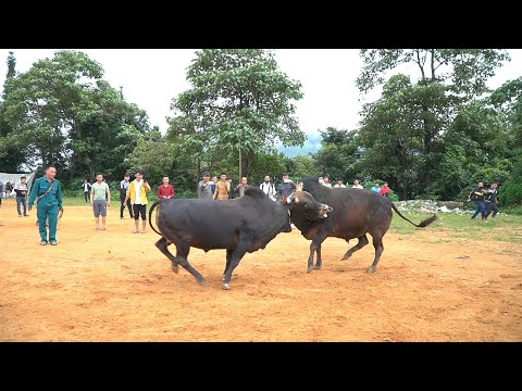 Video: Kev khiav ntawm Bulls hauv Pamplona, Spain