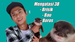 Tips /Cara Mengatasi 3B Brisik Bau Boros Pada Otter | pahami terlebih dahulu