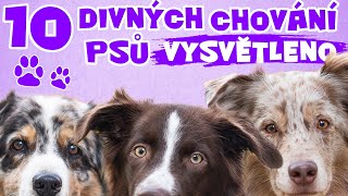 10 DIVNÝCH CHOVÁNÍ PSŮ VYSVĚTLENO! 90% lidí neví, proč pes tohle dělá