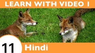 Learn Hindi with Video - HindiPod101.com Is Not Your Ordinary Wolf in Sheep's Clothing!!
