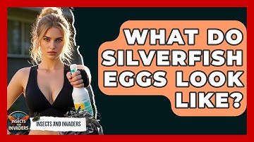 What Do Silverfish Eggs Look Like? - Insects and Invaders