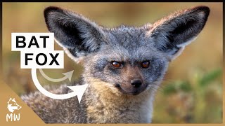 Bat Eared Fox  The Supernatural Hearing Canine