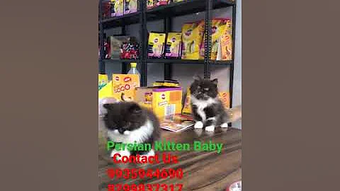 Video 10760721: persian kitten baby