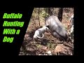 Buffalo Hunting using a Dog. Australian Water Buffalo. Buffalo Hunt