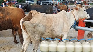 Amazing transportation of newborn calves | Funny moments on the farm | How to make money milking