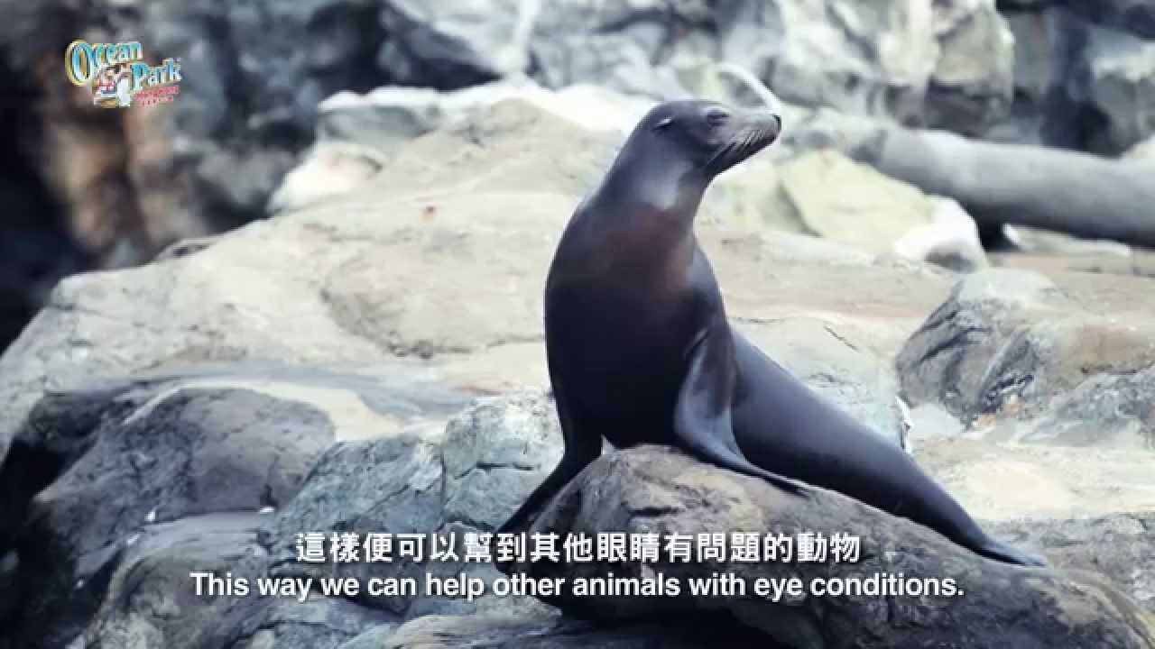 動物手術大特寫 海洋公園為港海豹切除白內障animal Surgery Up Close Ocean Park Removes Cataracts From Harbour Seal Youtube