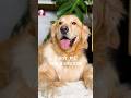 La cirugía de mi perro 🐶❤️🩹 #perros #goldenretriever #mascotas #salud #cirugia