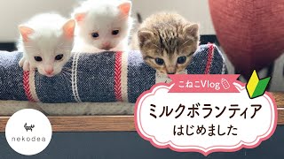 【子猫〈保護猫〉】ミルクボランティアを始める～体を拭く・おしっこをする～【CatsVlog】Start a cat milk volunteer