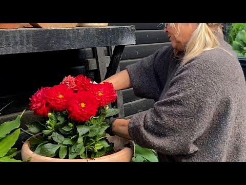 Video: Dahlia Plantepleje: Sådan planter du Dahlia i haven