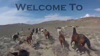 World Famous Horse Drive - Silver Spur Ranch